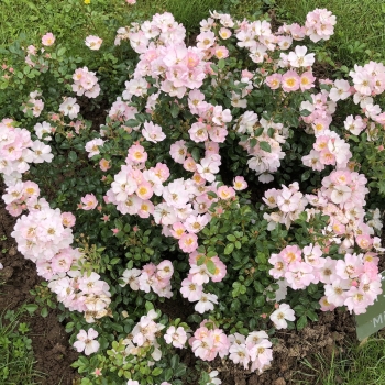 Rosa - hybride - Sternenhimmel® - KORhubkah